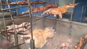 高价牛犊是否值得投资？——从精品小母牛与烤全羊的市场分析谈起