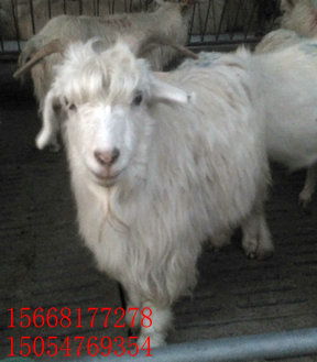 从绒山羊品种到餐桌美味 肉羊绒山羊价值解析与烤全羊经济