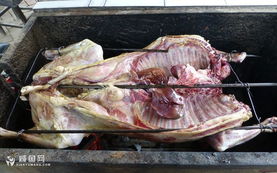 关山草原的饕餮盛宴 烤全羊